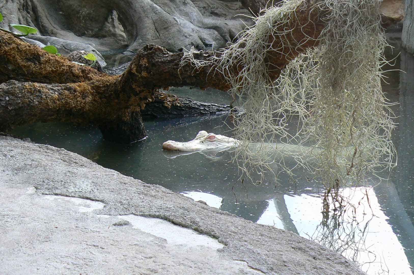 Planète Crocodiles - Albino alligator "Dundee"