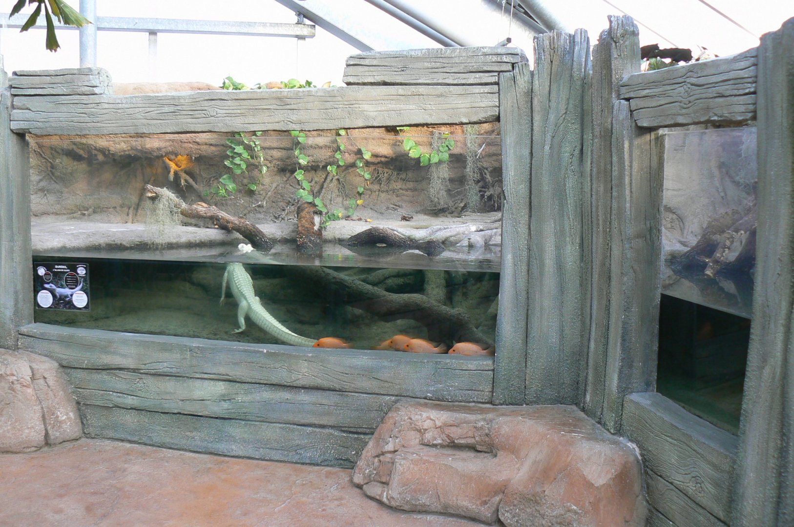 Planète Crocodiles - Albino alligator terrarium