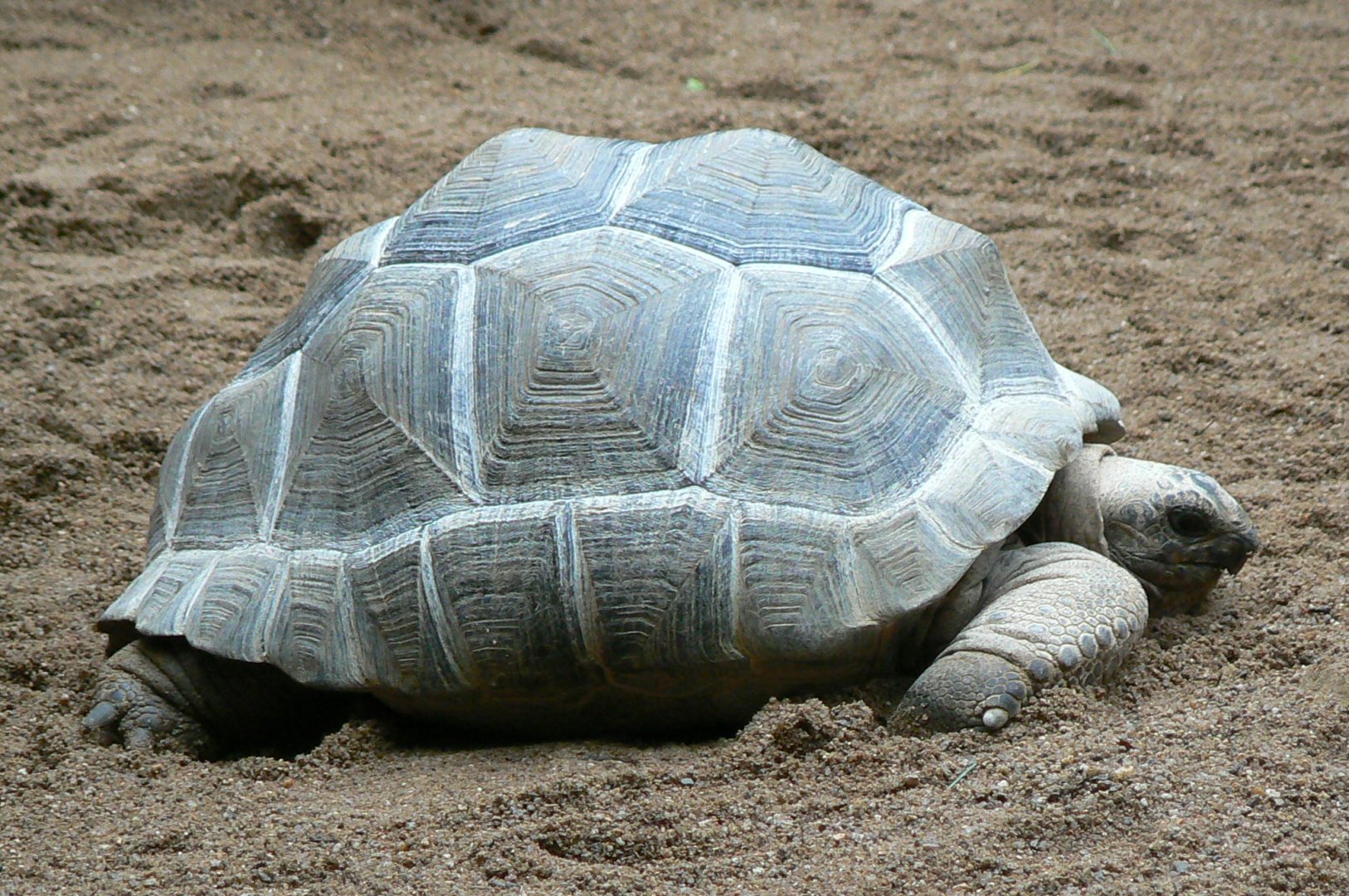 Planète Crocodiles - Aldabra's giant tortoise