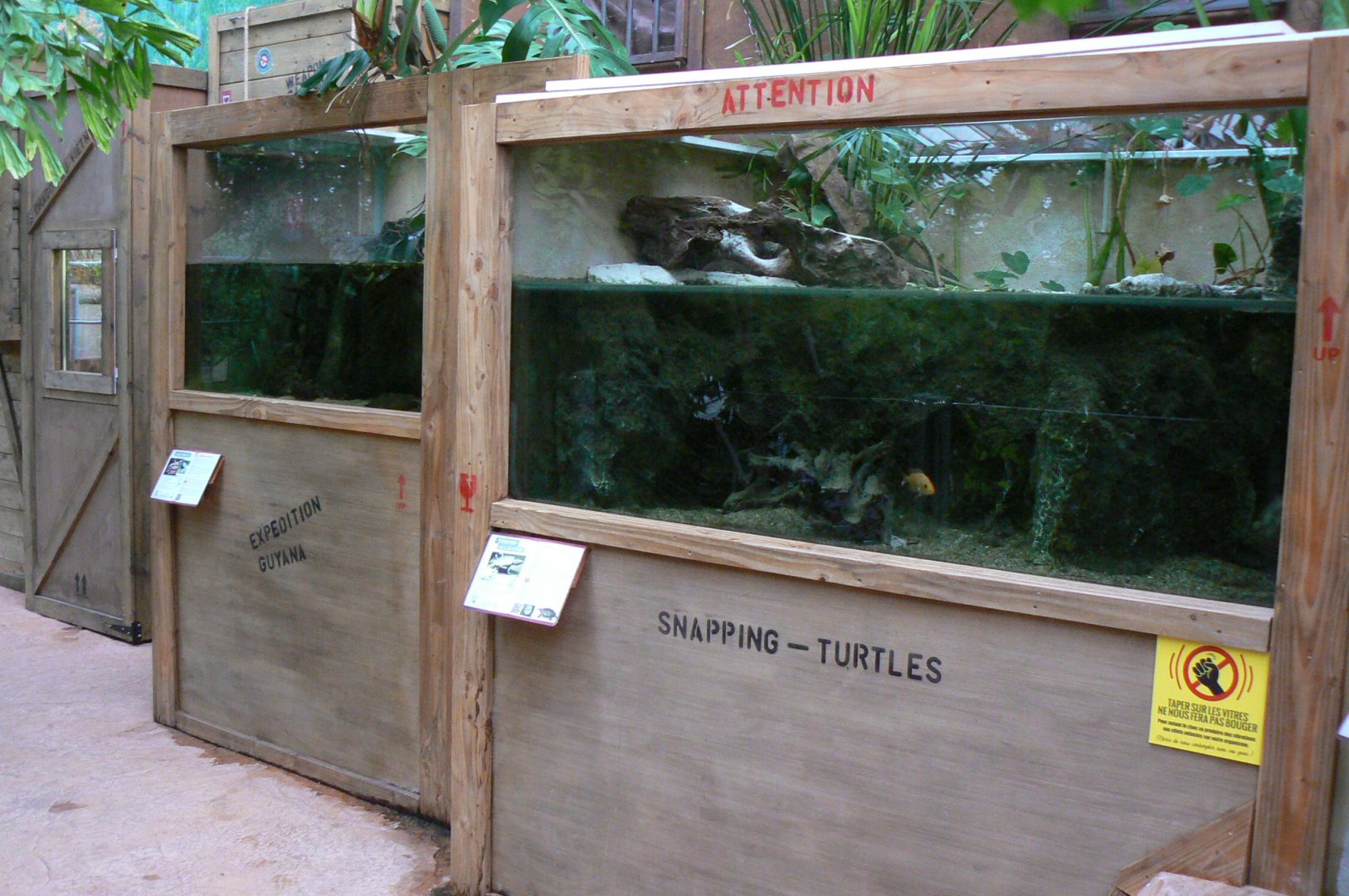 Planète Crocodiles - Alligator snapping turtles terrarium (right) and matamata terrarium (left)