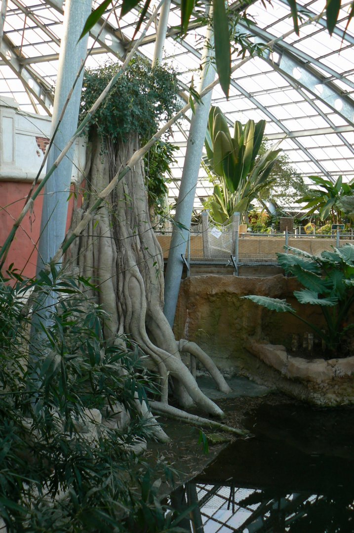 Planète Crocodiles - Broad-snouted alligators and spectacled caimans second exhibit