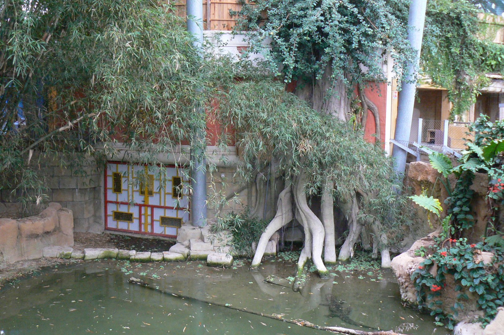 Planète Crocodiles - Broad-snouted alligators exhibit
