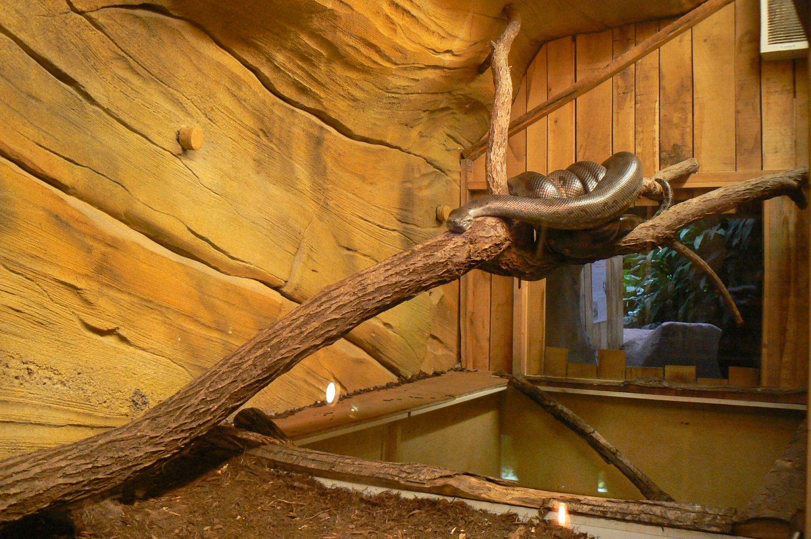 Planète Crocodiles - Common anaconda terrarium