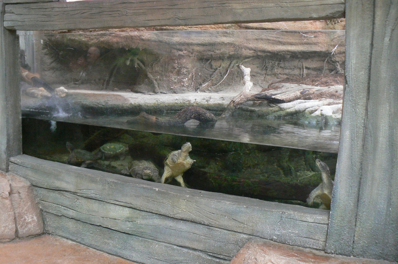 Planète Crocodiles - Common snapping turtles terrarium