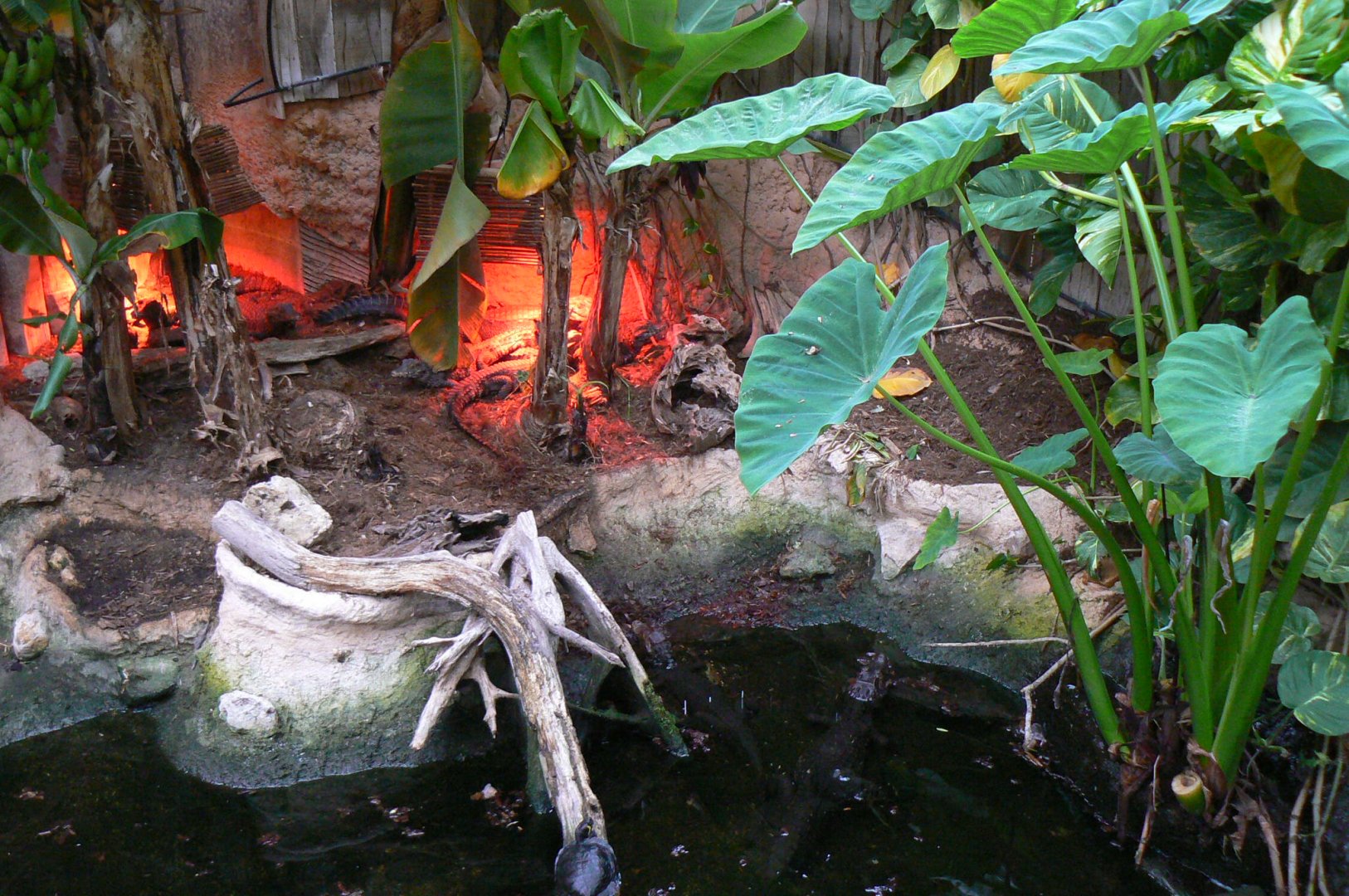 Planète Crocodiles - Cuvier's dwarf caimans and pond sliders exhibit