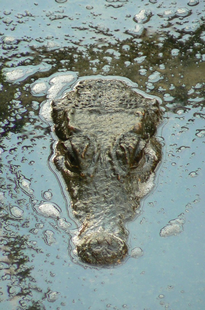 Planète Crocodiles - Dwarf  crocodile