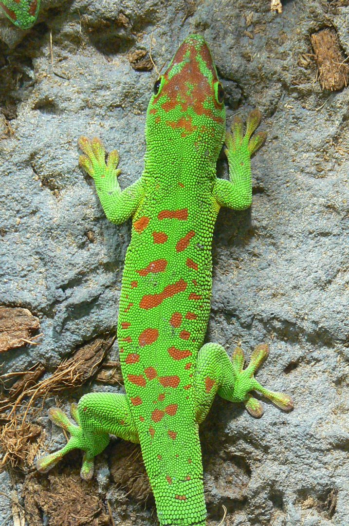 Planète Crocodiles - Greater Madagascar day gecko