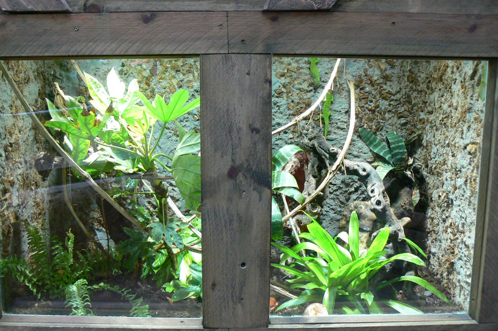 Planète Crocodiles - Greater Madagascar day geckos terrarium