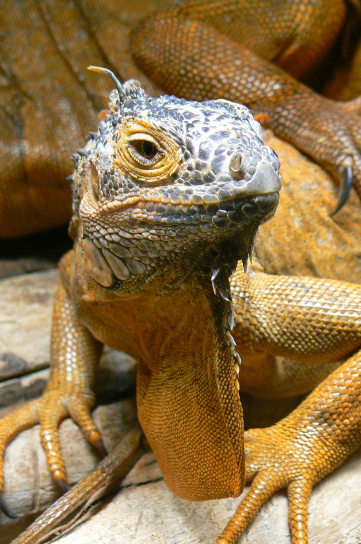 Planète Crocodiles - Green iguana