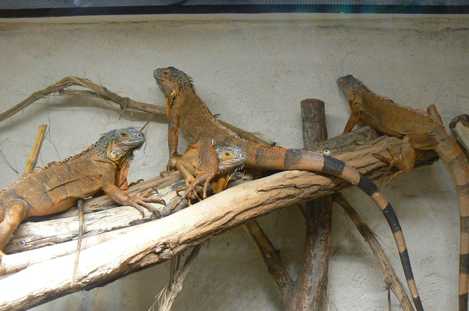 Planète Crocodiles - Green iguanas