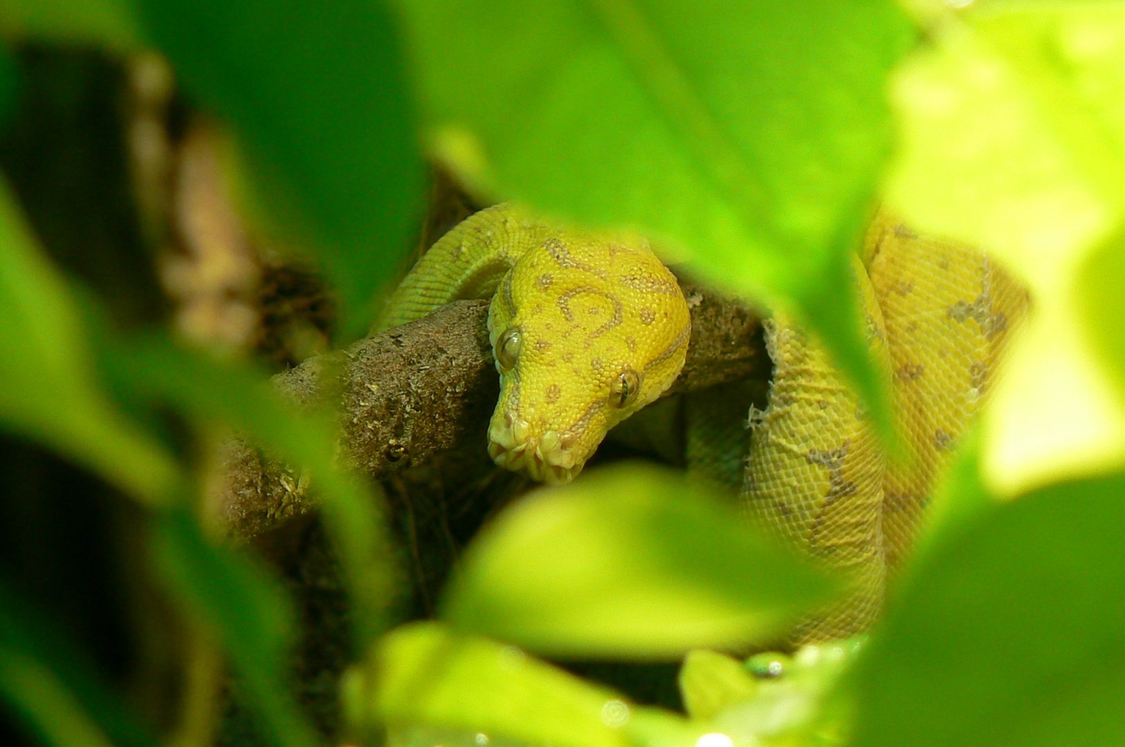Planète Crocodiles - Green tree python