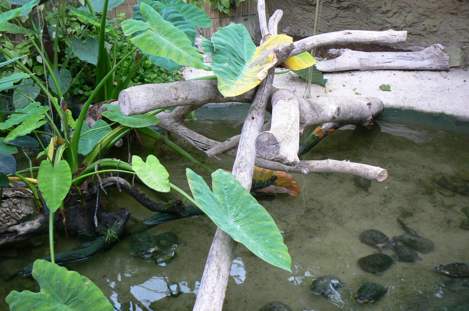 Planète Crocodiles - Helmeted turtles exhibit