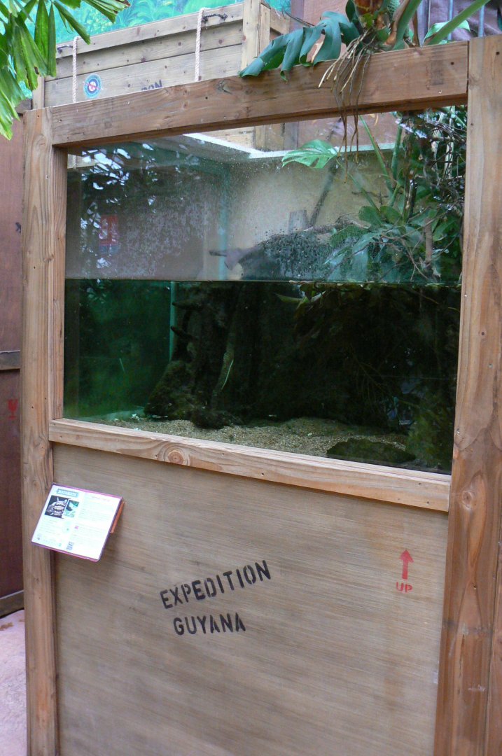 Planète Crocodiles - Matamata terrarium