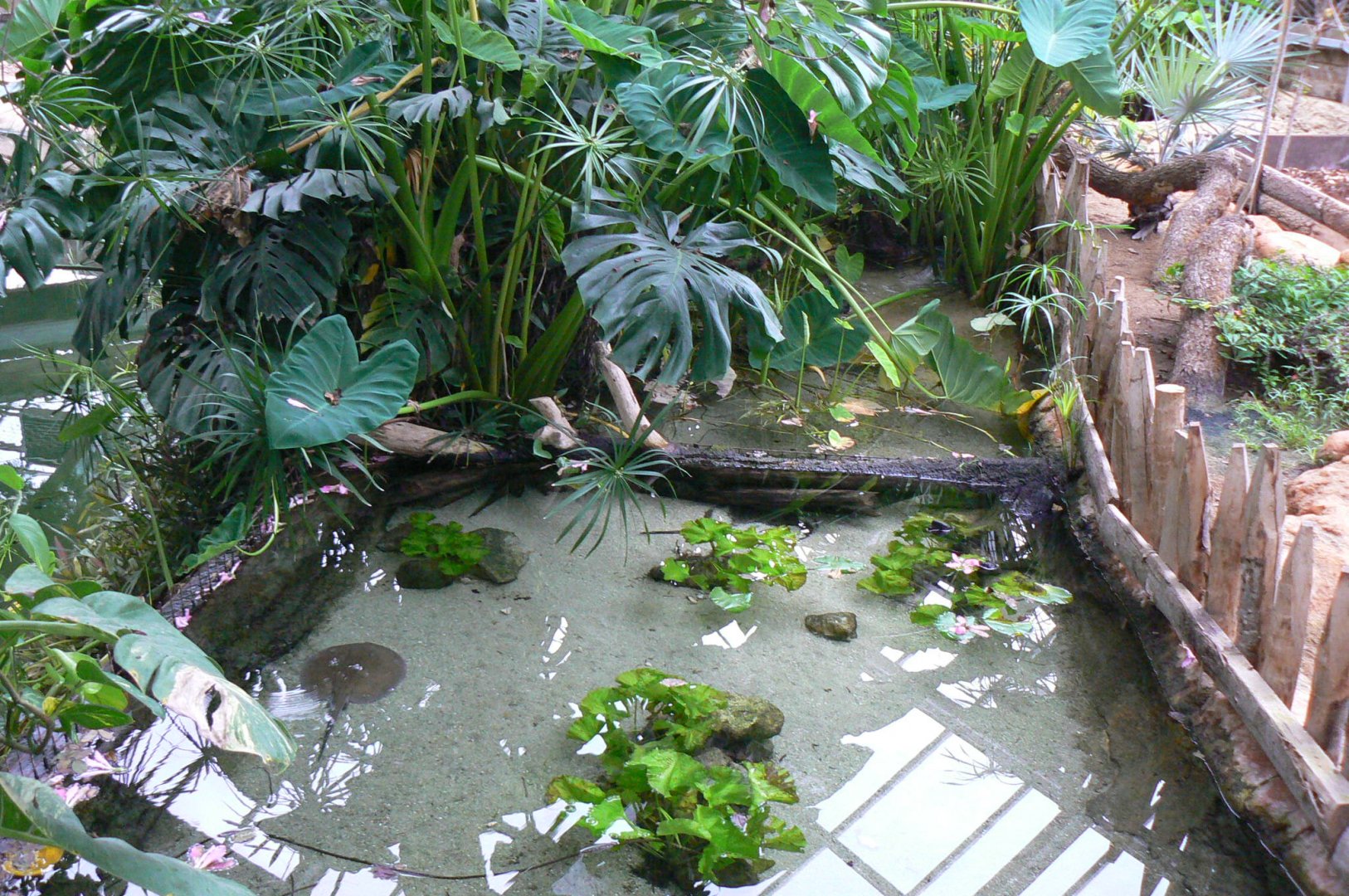 Planète Crocodiles - Ocellate river stingrays pool