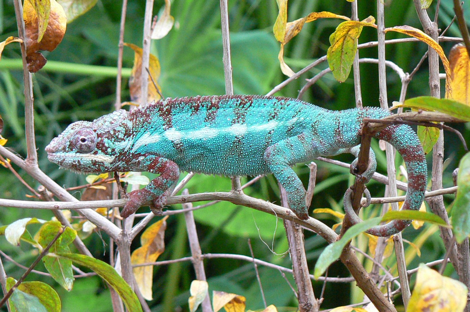Planète Crocodiles - Panther chamelon