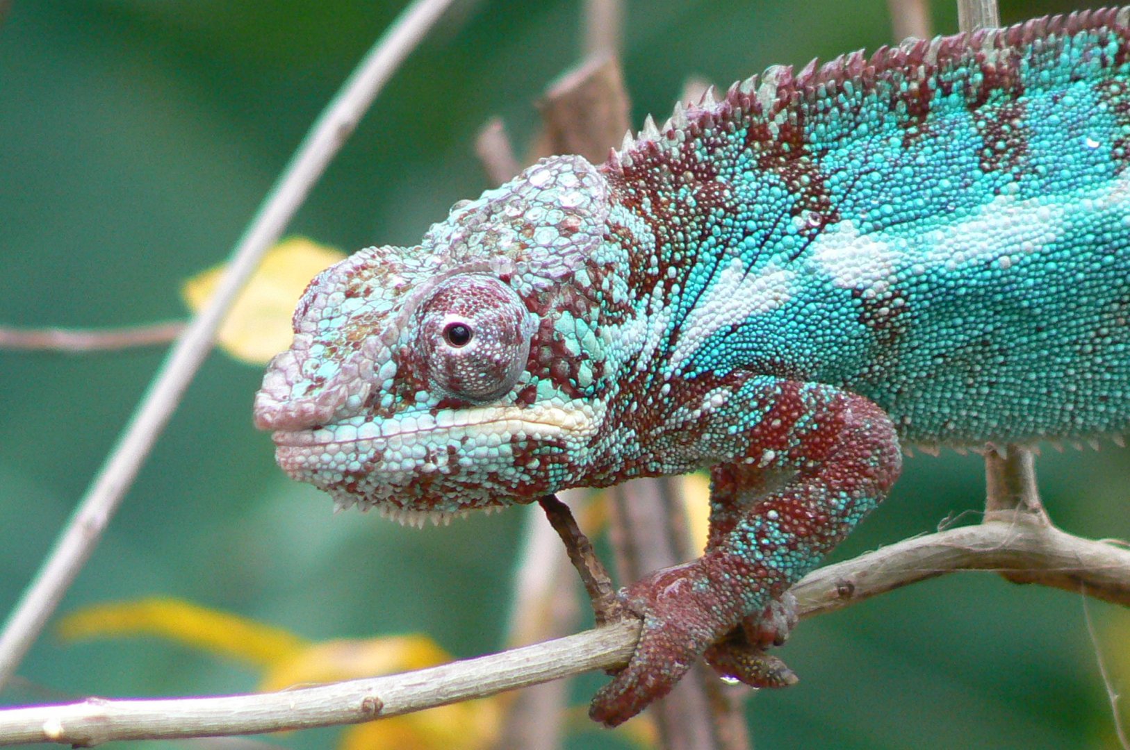 Planète Crocodiles - Panther chamelon