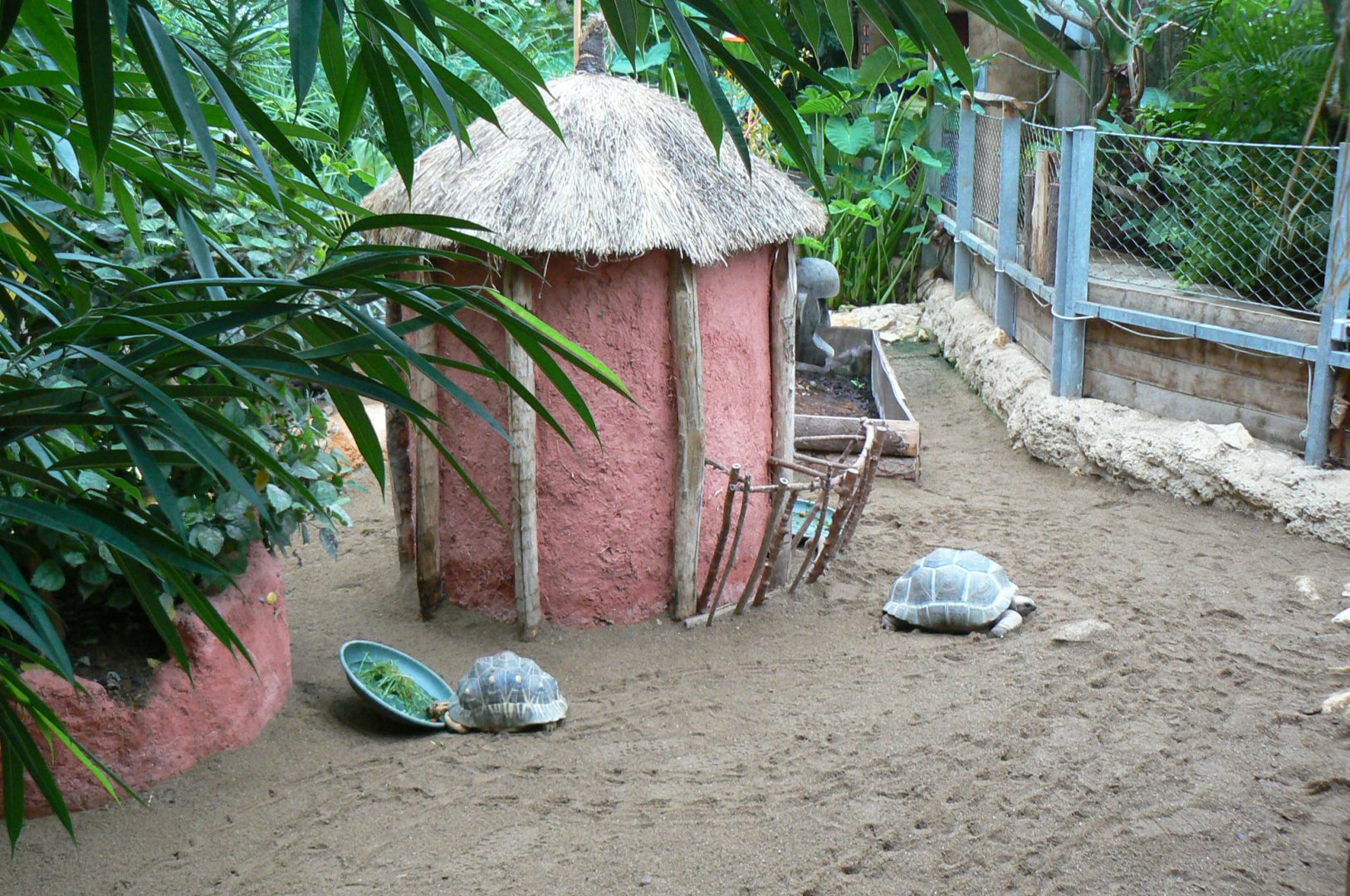 Planète Crocodiles - Radiated tortoises, Aldabra's giant tortoises and panther chameleon exhibit