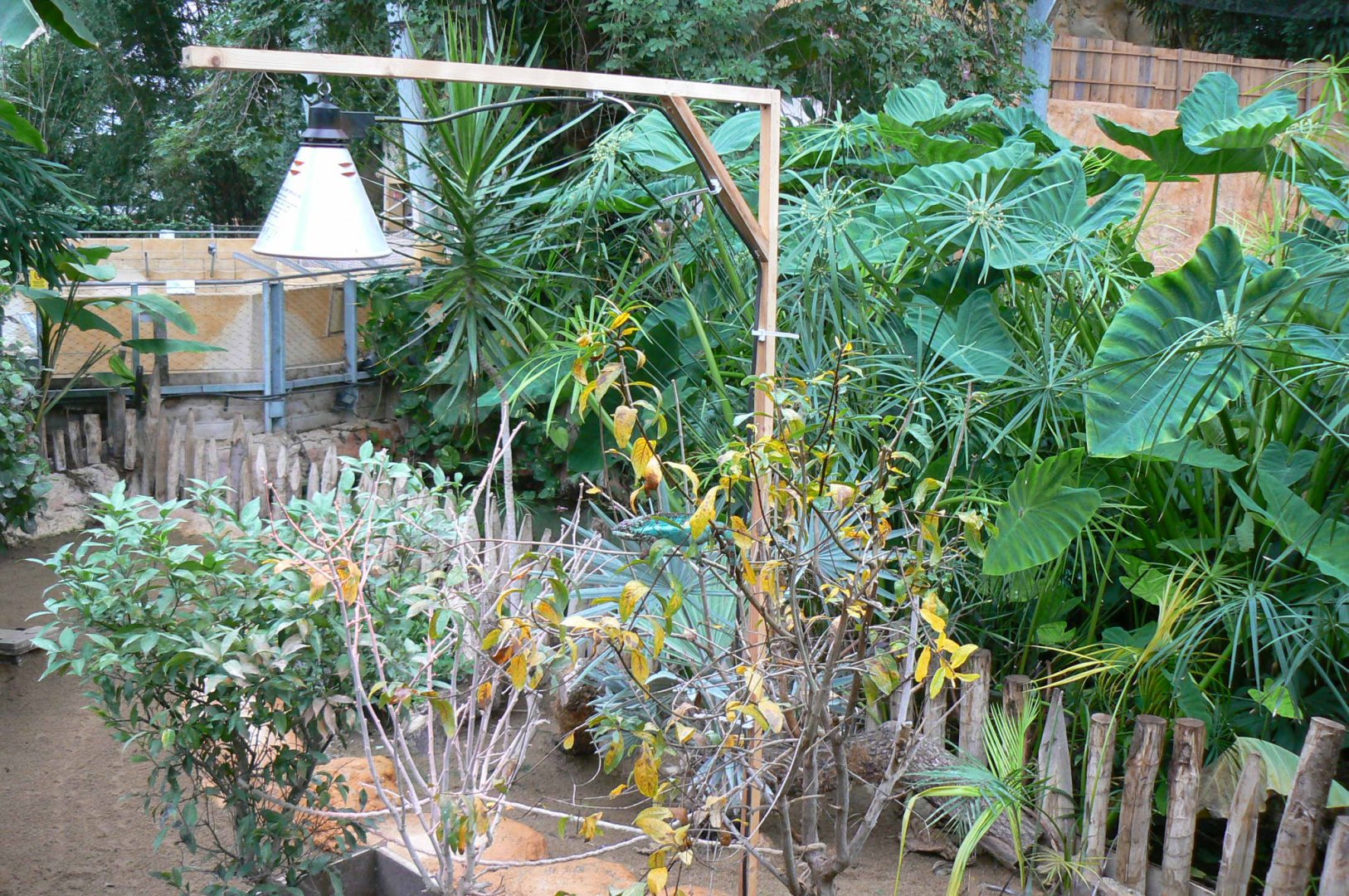 Planète Crocodiles - Radiated tortoises, Aldabra's giant tortoises and panther chameleon exhibit