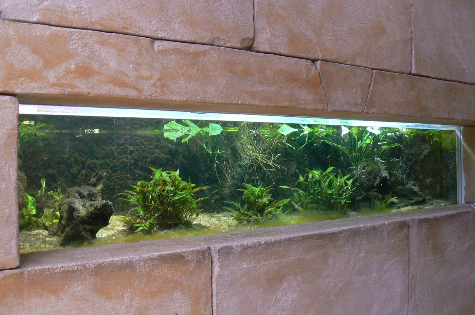 Planète Crocodiles - Red piranhas aquarium