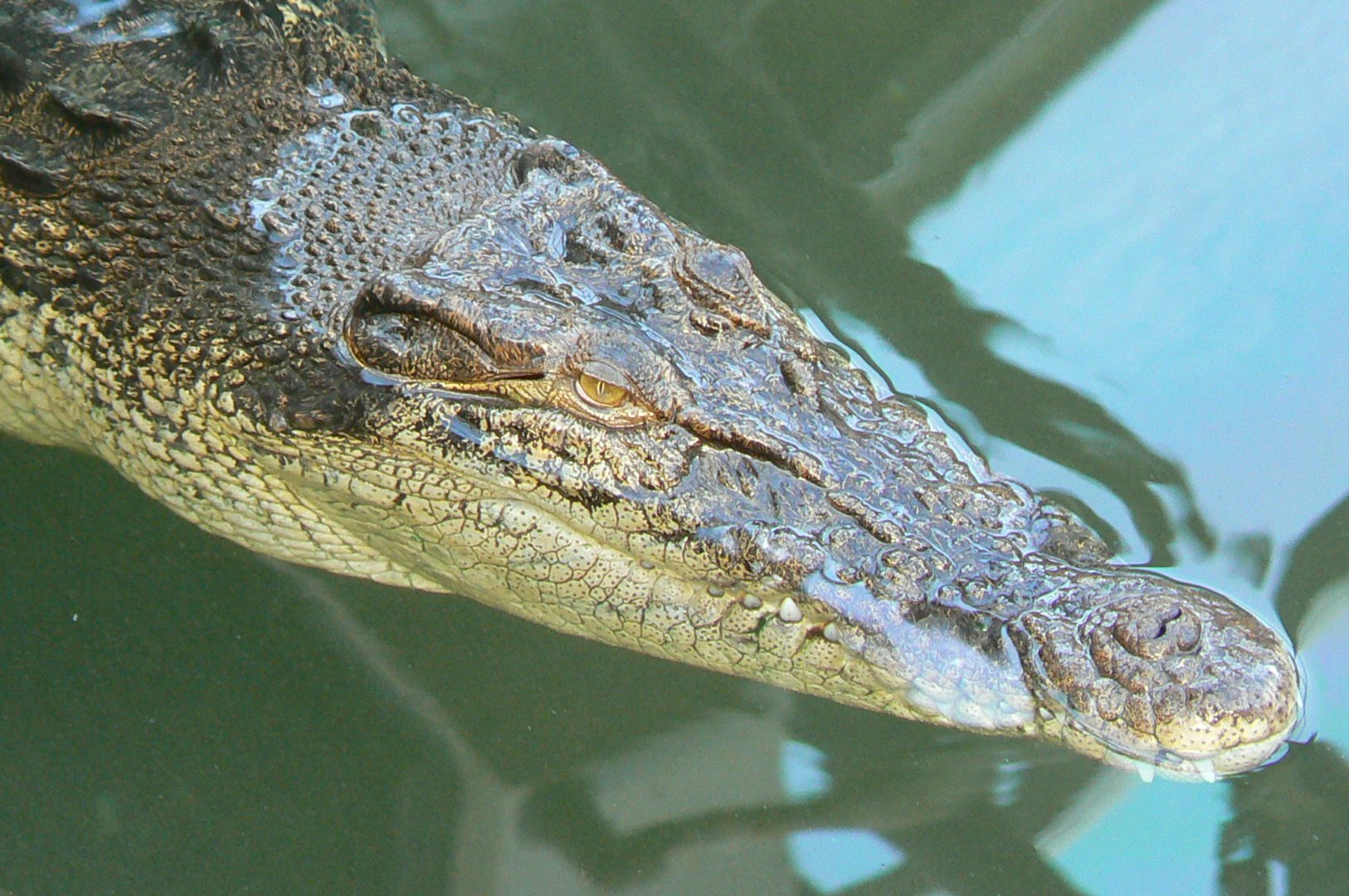 Planète Crocodiles - Saltwater crocodile
