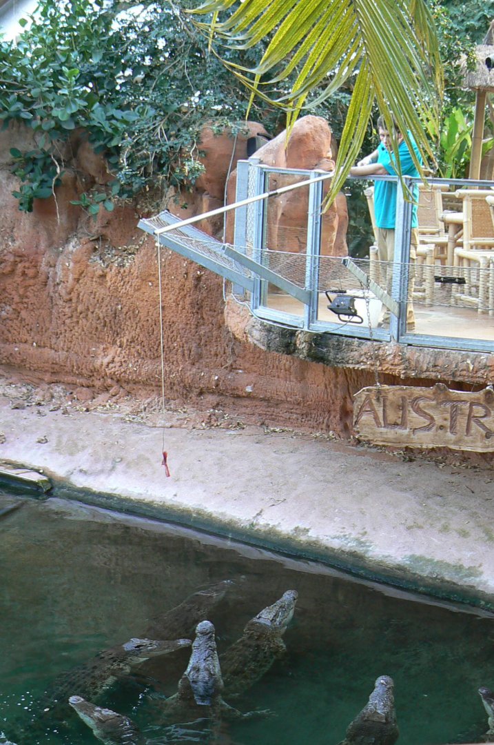 Planète Crocodiles - Saltwater crocodiles feeding times