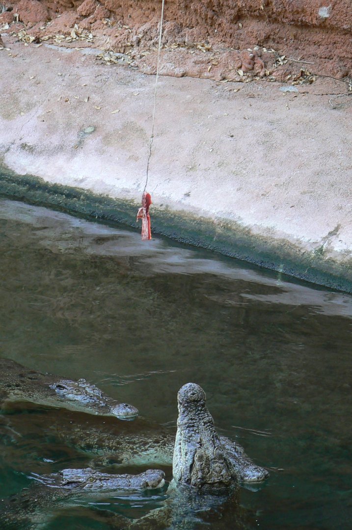 Planète Crocodiles - Saltwater crocodiles feeding times