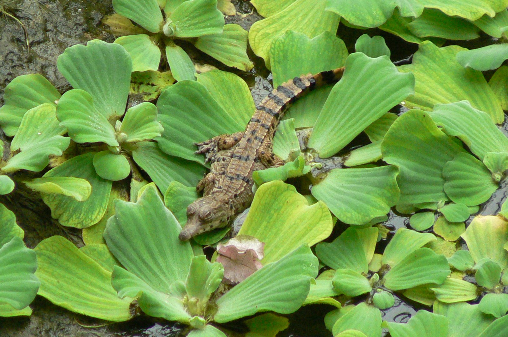 Planète Crocodiles - Slender-snouted crocodile born in 2019