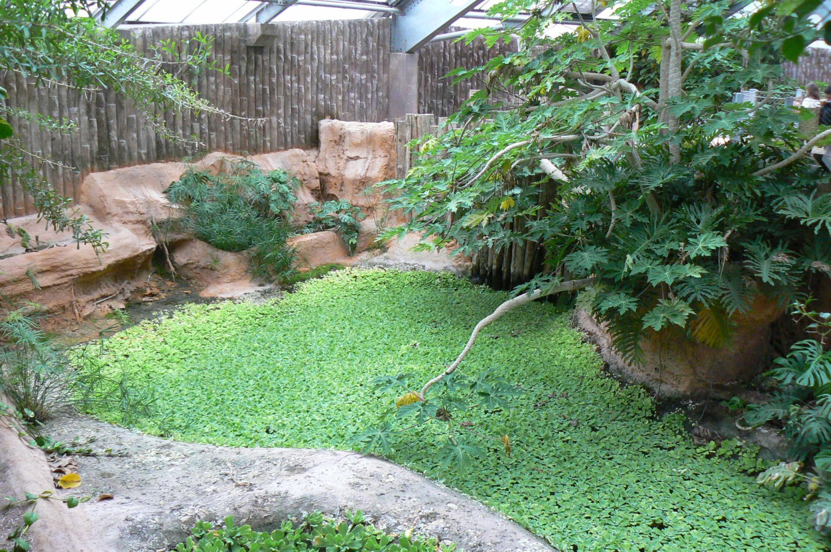 Planète Crocodiles - Slender-snouted crocodiles exhibit