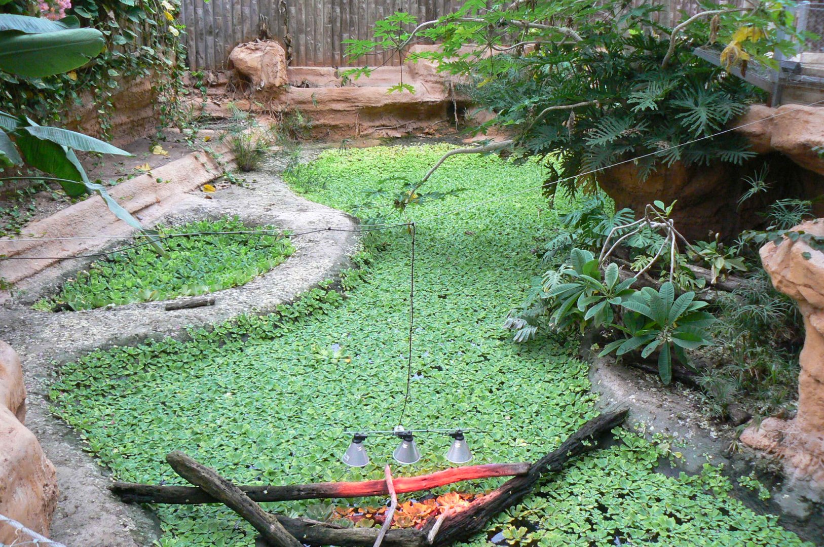Planète Crocodiles - Slender-snouted crocodiles exhibit