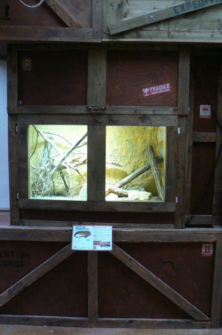 Planète Crocodiles - Spiny-tailed monitor terrarium