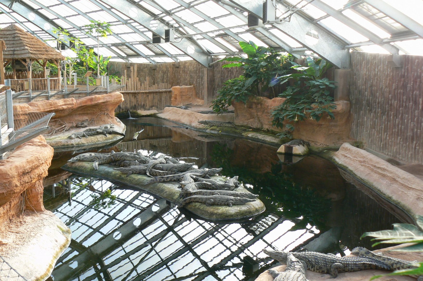Planète Crocodiles - Young Nile crocodiles exhibit