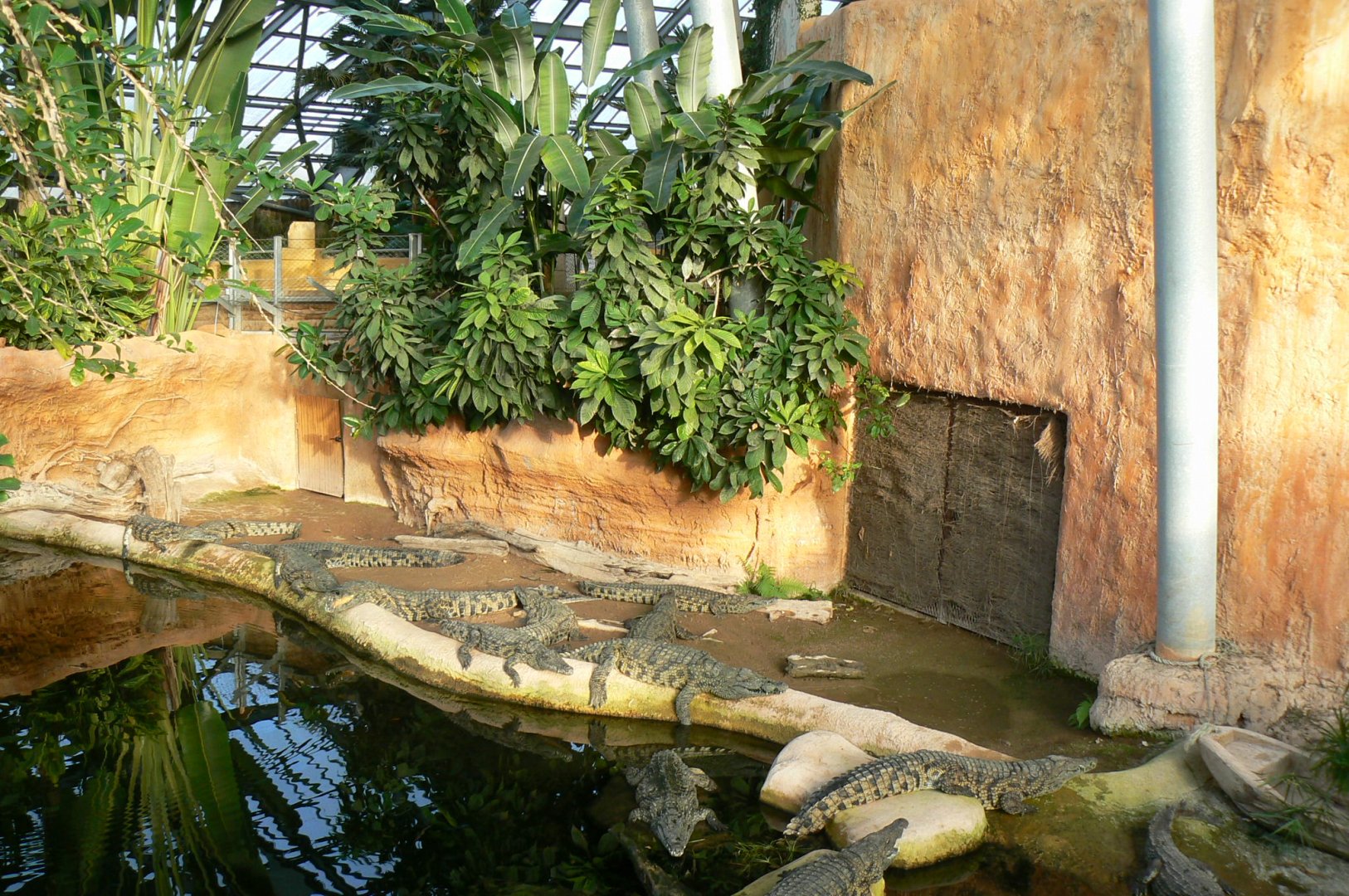 Planète Crocodiles - Young Nile crocodiles exhibit