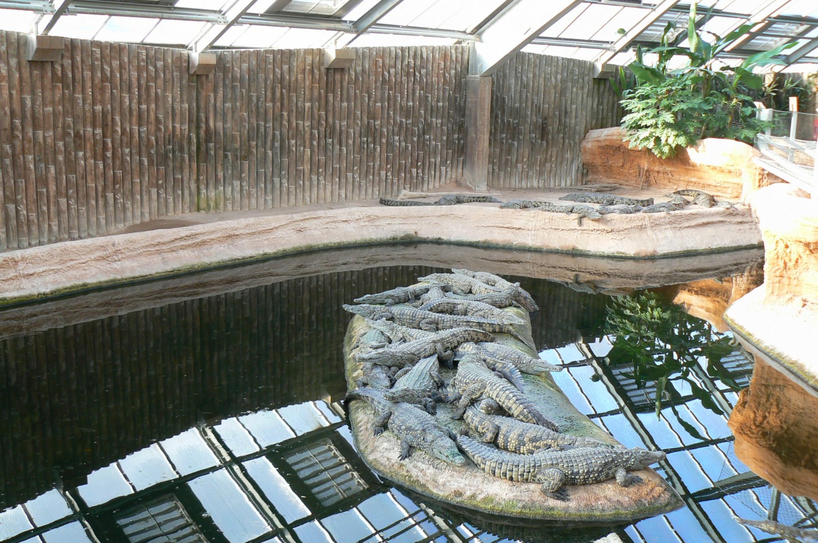 Planète Crocodiles - Young Nile crocodiles exhibit