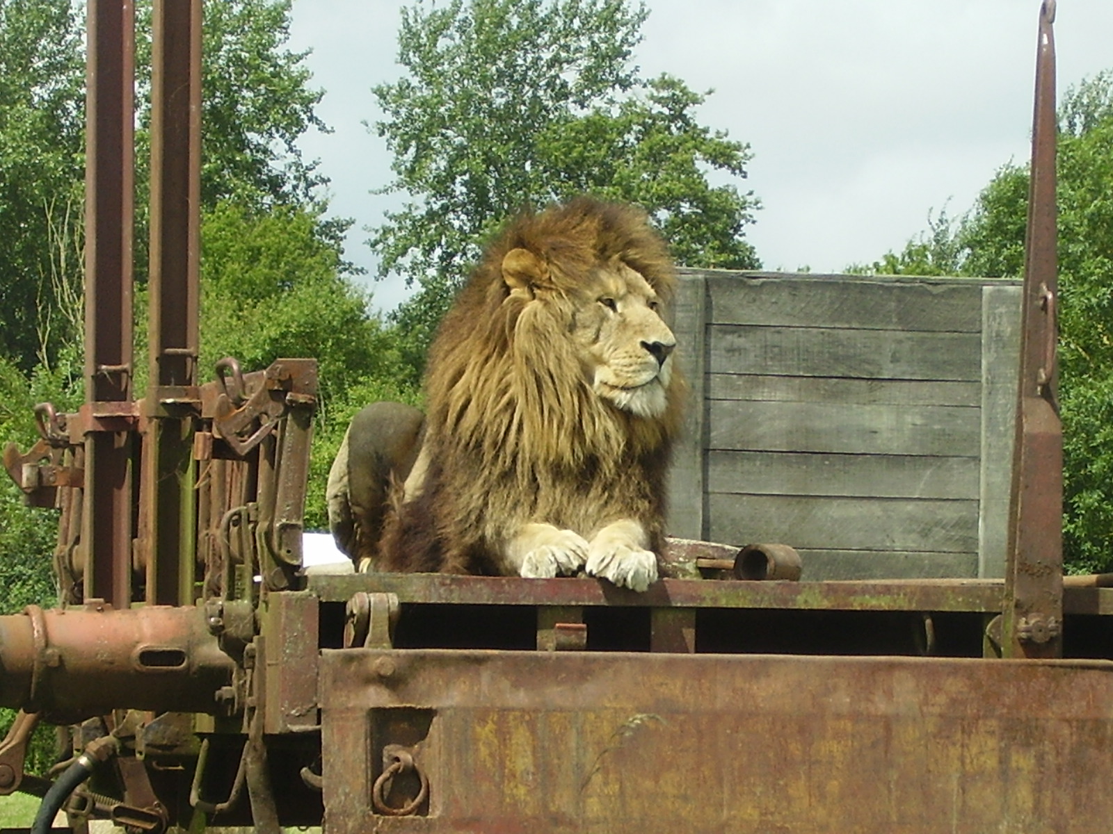 Planete Sauvage - Lion