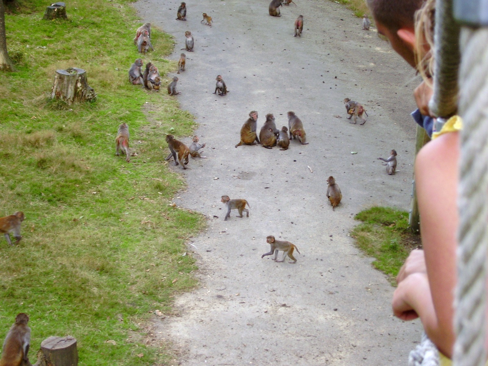 Planete Sauvage - Monkey Forest