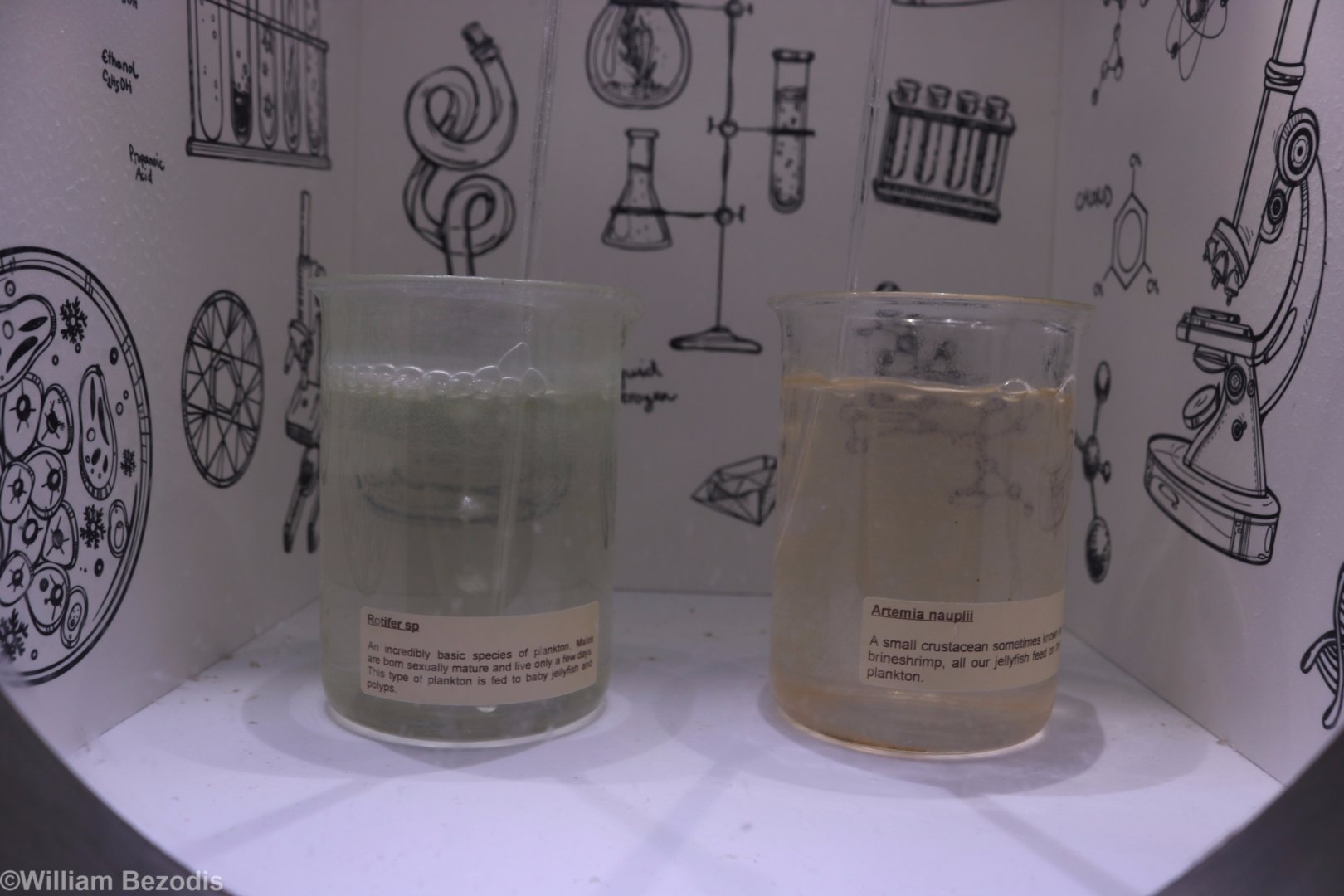 Plankton and Brine Shrimp Cultures
