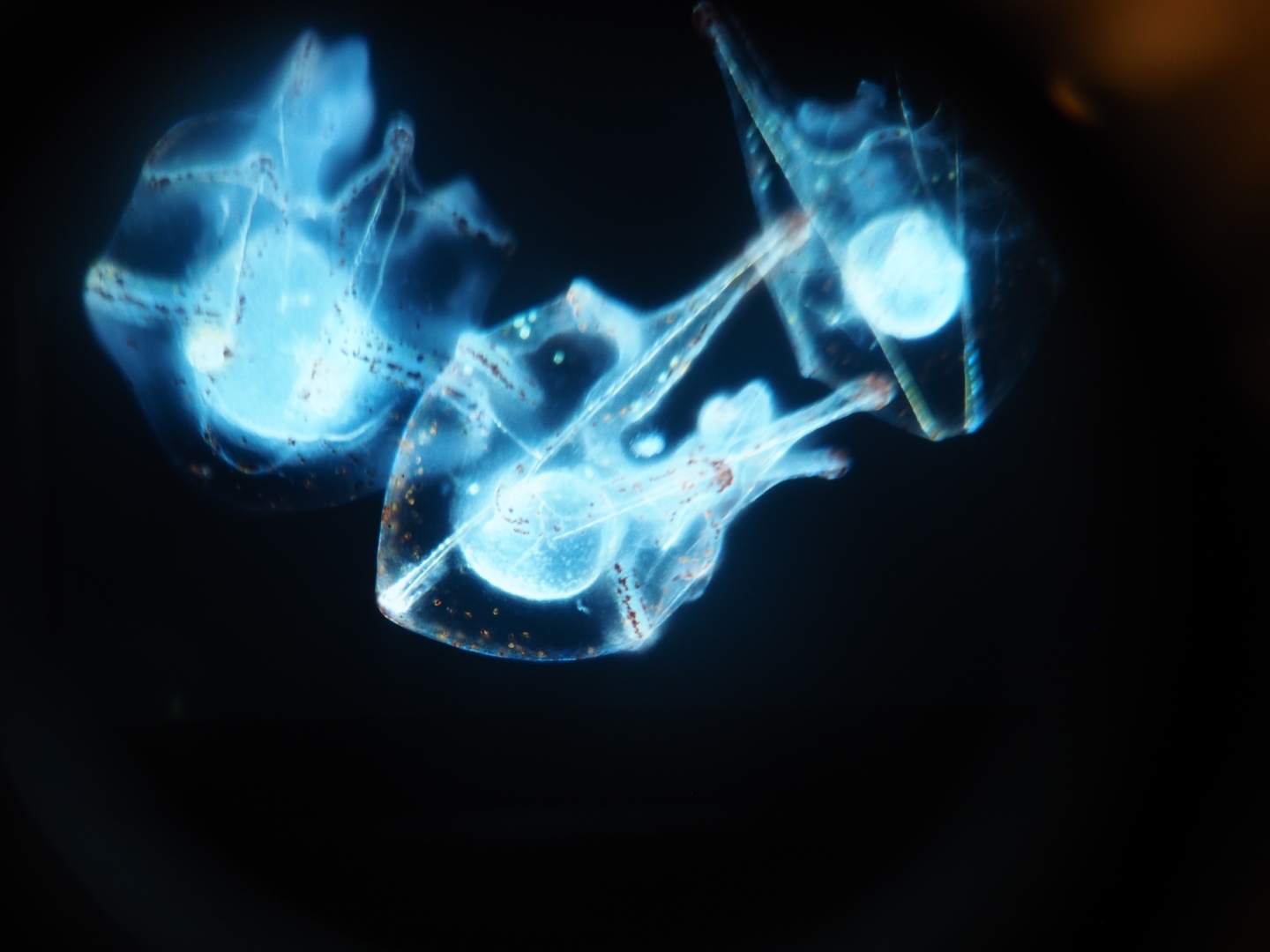 Plankton slide - Possibly sea urchin larvae, 2019-04-20