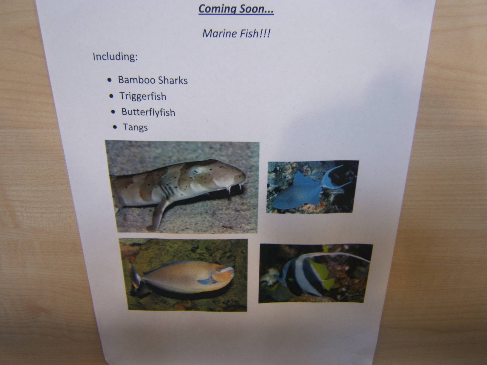 Planned species for the Large Marine Tank