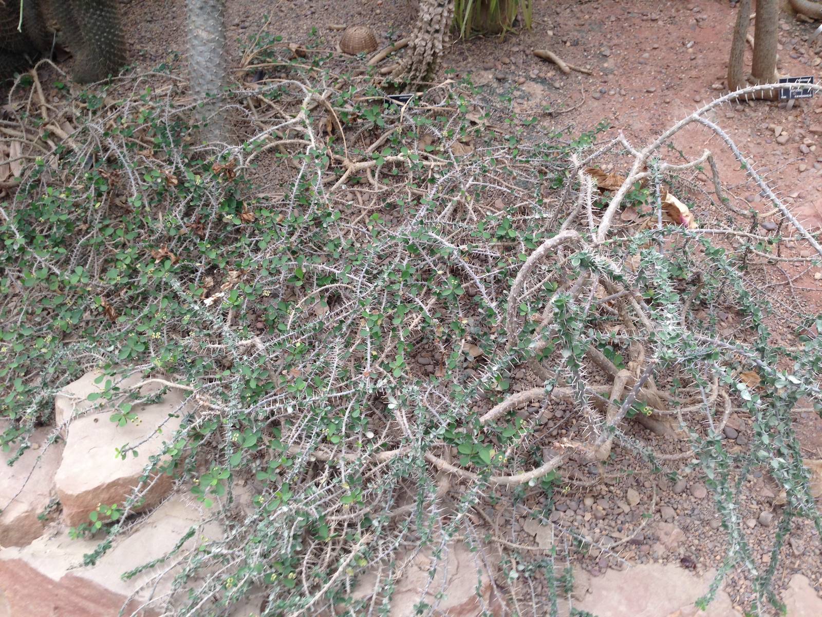 Plant in the Desert House at Tropical World - 02/10/2013