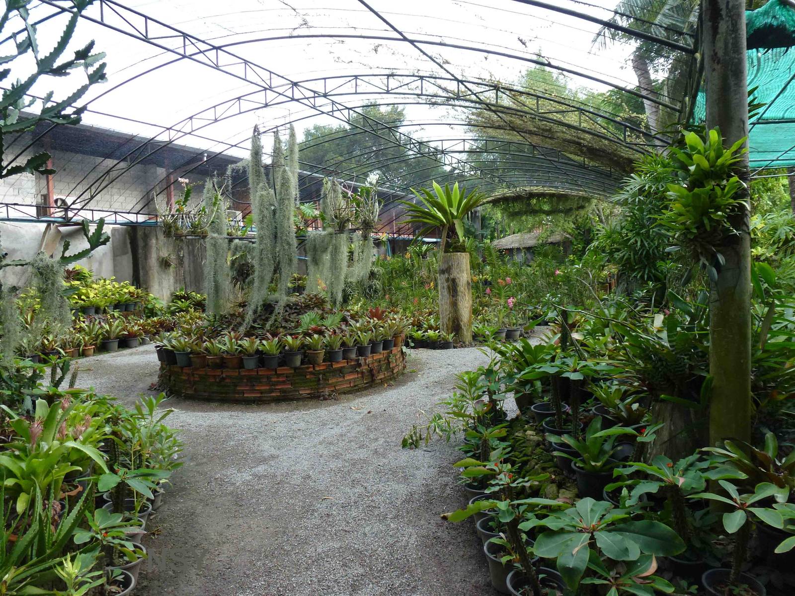 Plant nursery, June 2013.