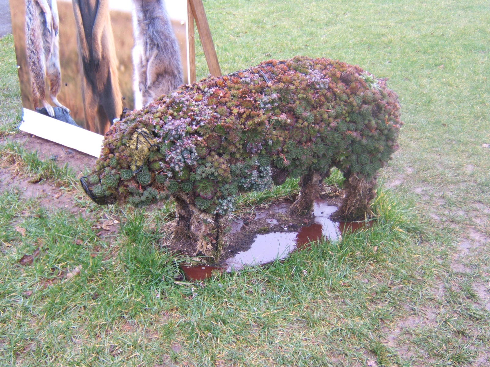 Plant Pig at entrance