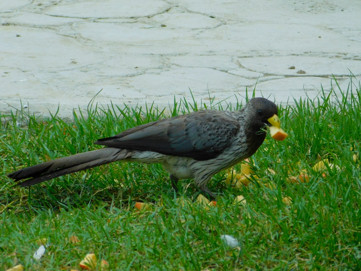 Plantain Eater at Istanbul Bird Paradise