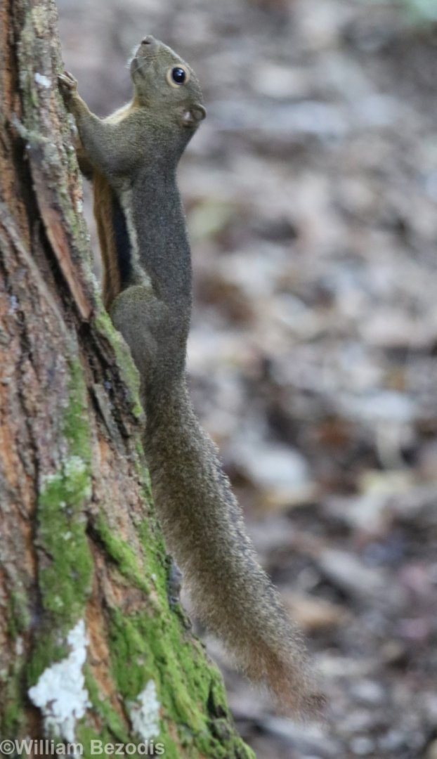 Plantain Squirrel at the Botanic Gardens