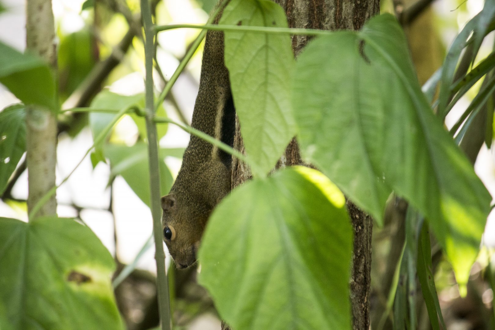 Plantain squirrel, Callosciurus notatus singapurensis