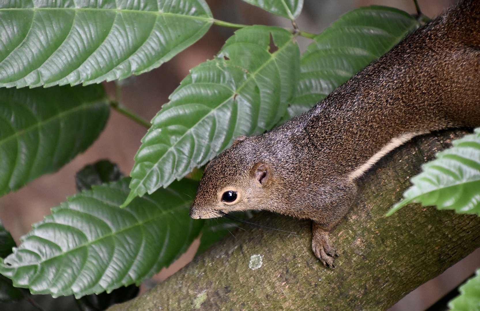 Plantain Squirrel (Callosciurus notatus) - wild