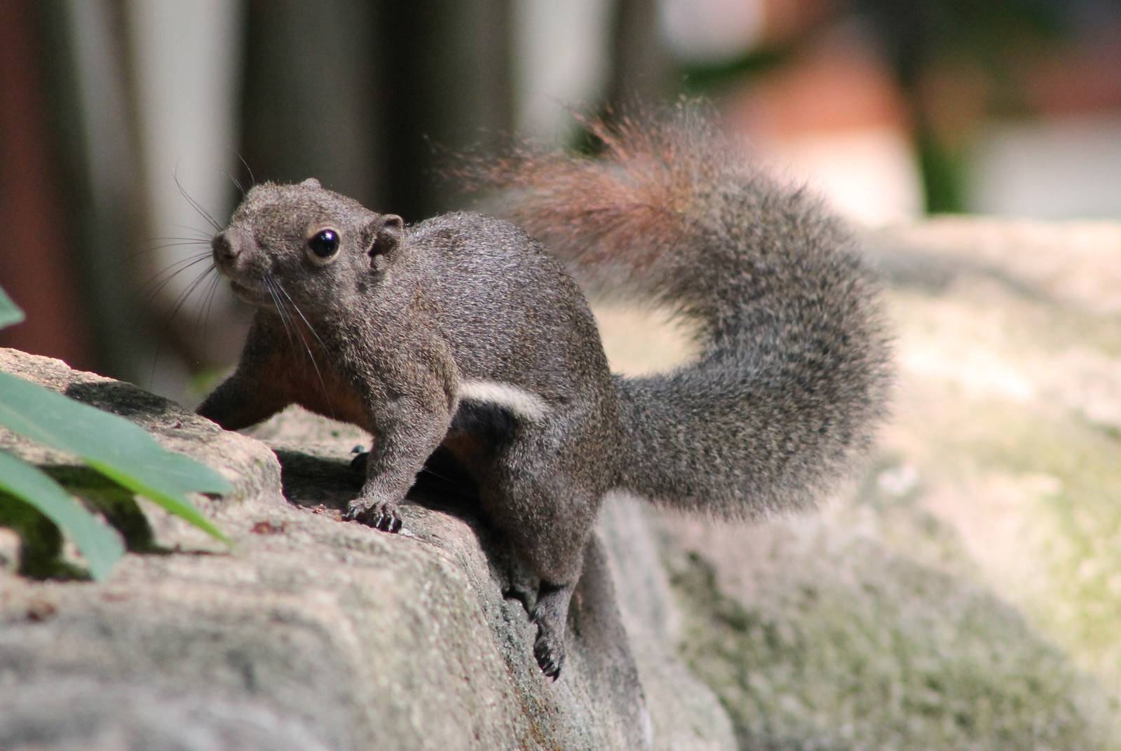 plantain squirrel (Callosciurus notatus)