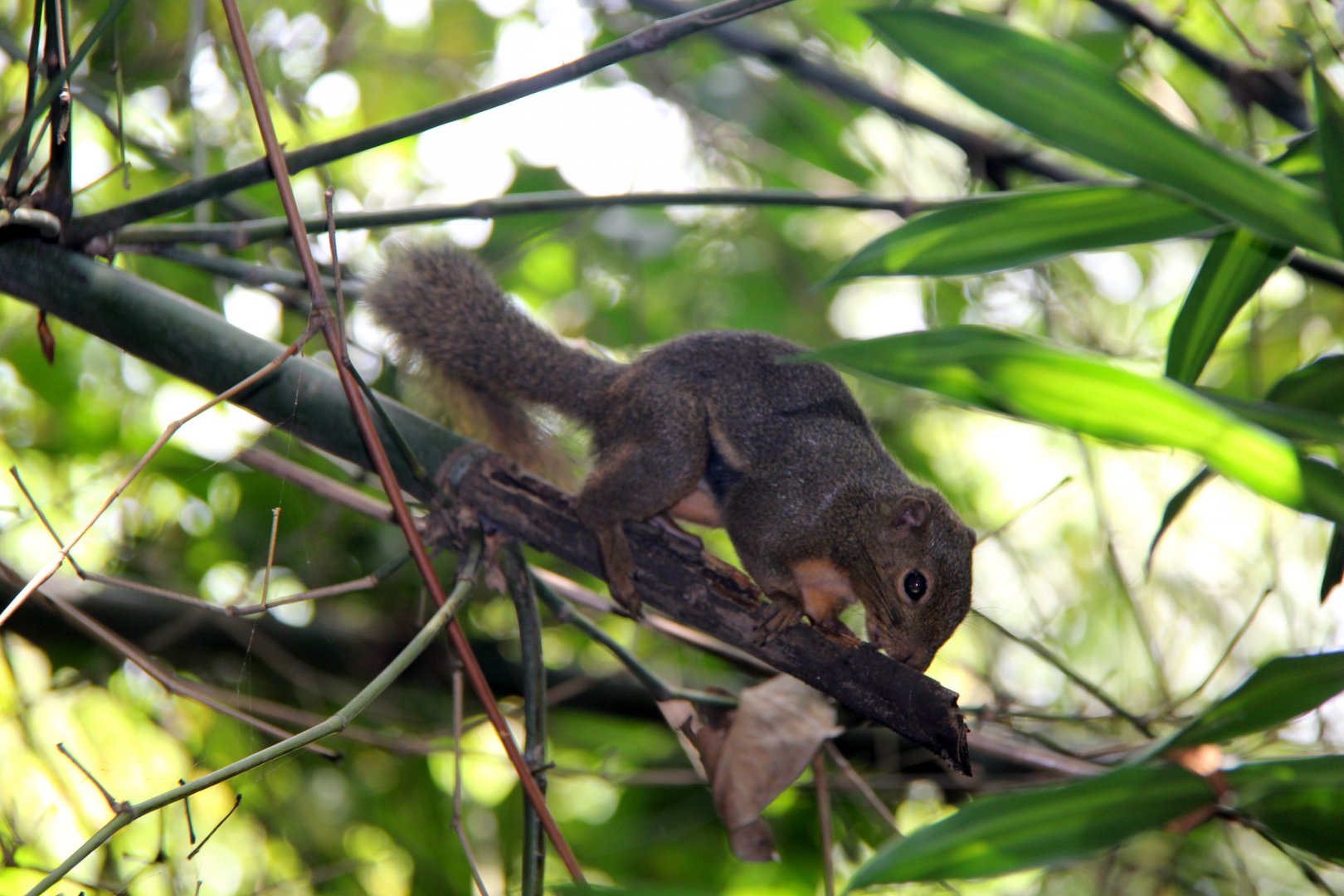 plantain squirrel (Callosciurus notatus)