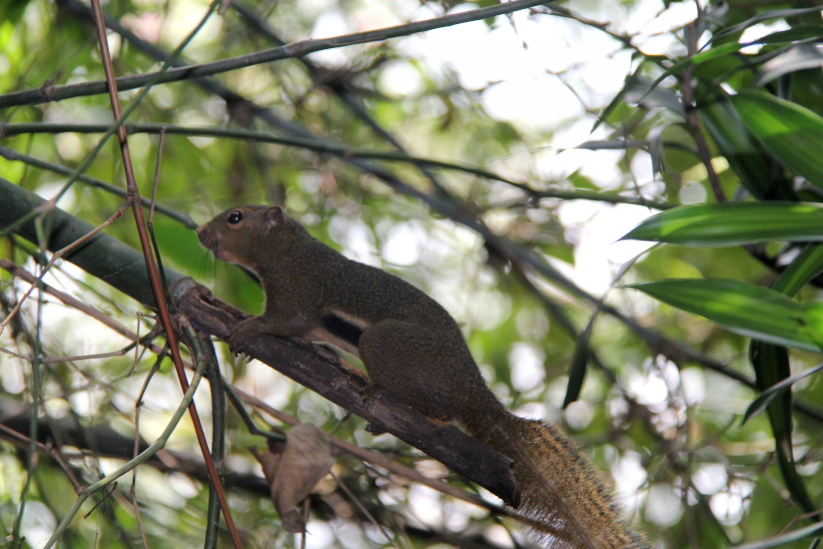 plantain squirrel (Callosciurus notatus)