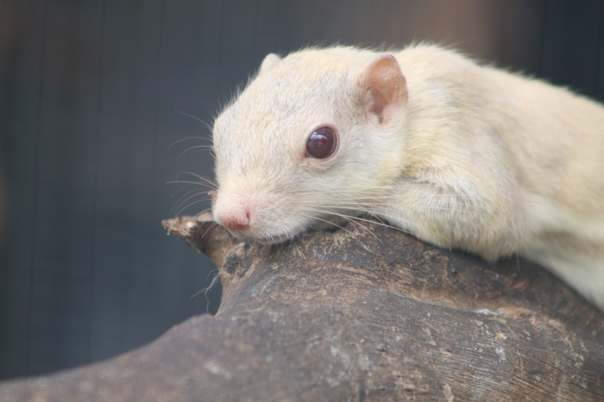 Plantain Squirrel (Callosciurus notatus)