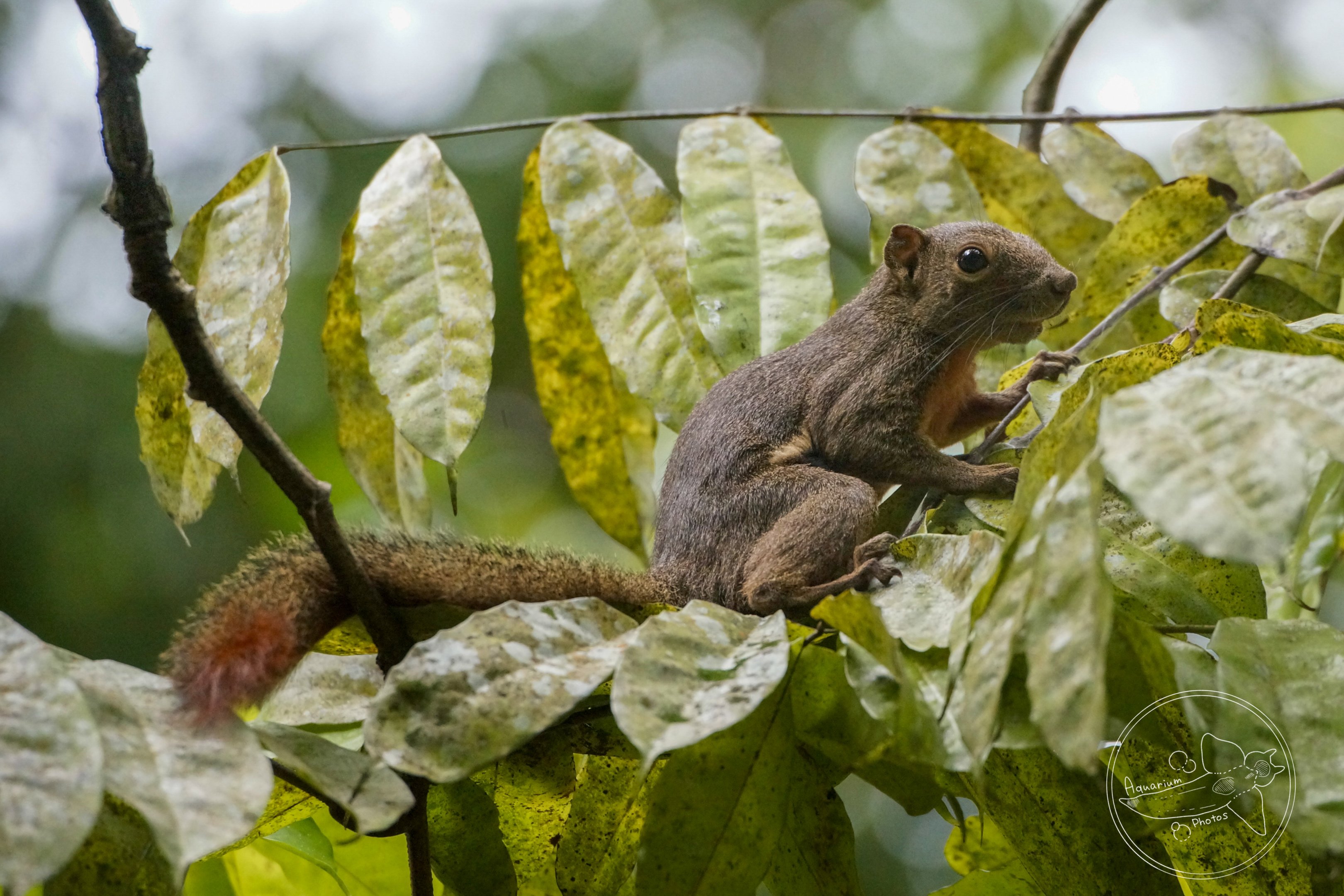 Plantain Squirrel (Callosciurus notatus)